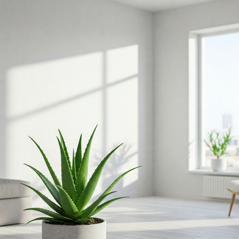 5-gemakkelijk-te-onderhouden-plantenbakken